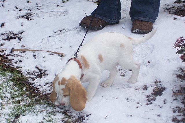 Welpe im Schnee